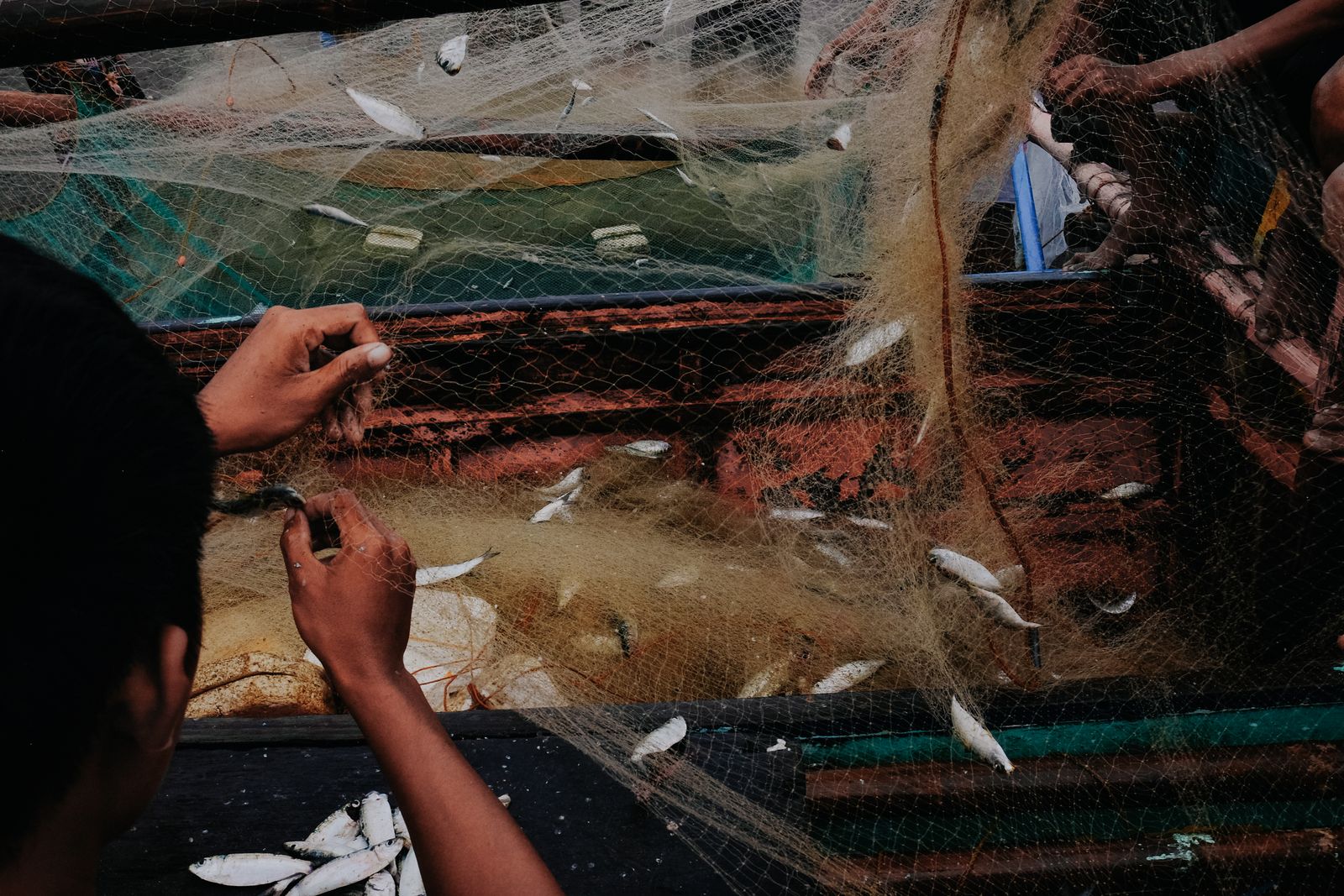 Peru Extends Anchovy Ban as El Niño Squeezes Global Fishmeal