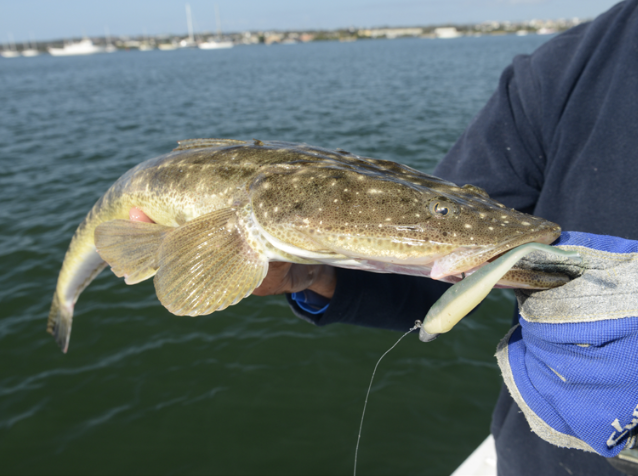 Effective Flathead Fishing Rigs for Anglers in Australia