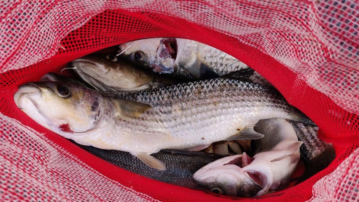 Mastering Lake Fishing: Expert Tips for Catching More Fish