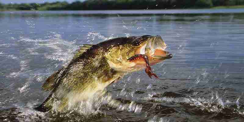 Top Lures for Largemouth Bass: A Fisherman's Guide