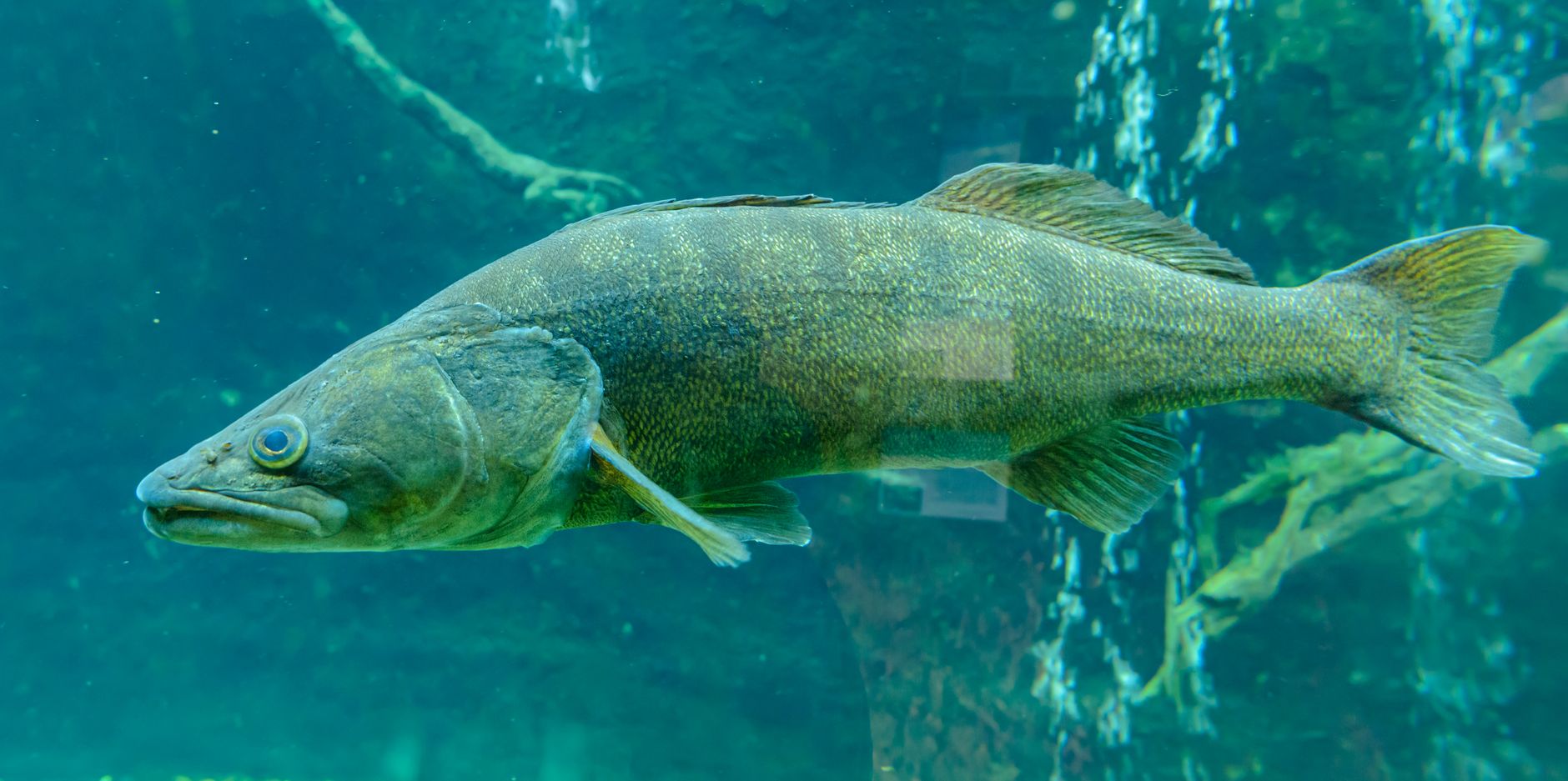 Gold Walleye, Hybrid Bass: The Freak Fish of Summer 2026