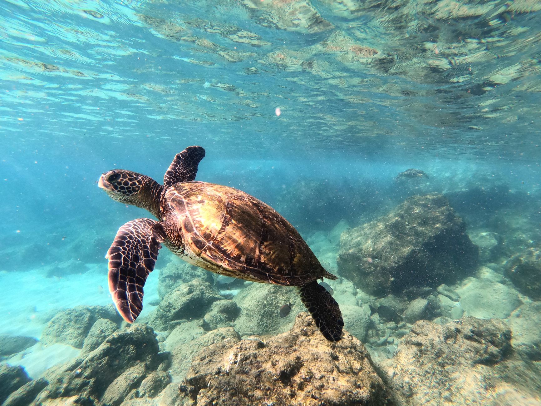 LED Net Lights Slash Sea Turtle Bycatch by 63%, Studies Find