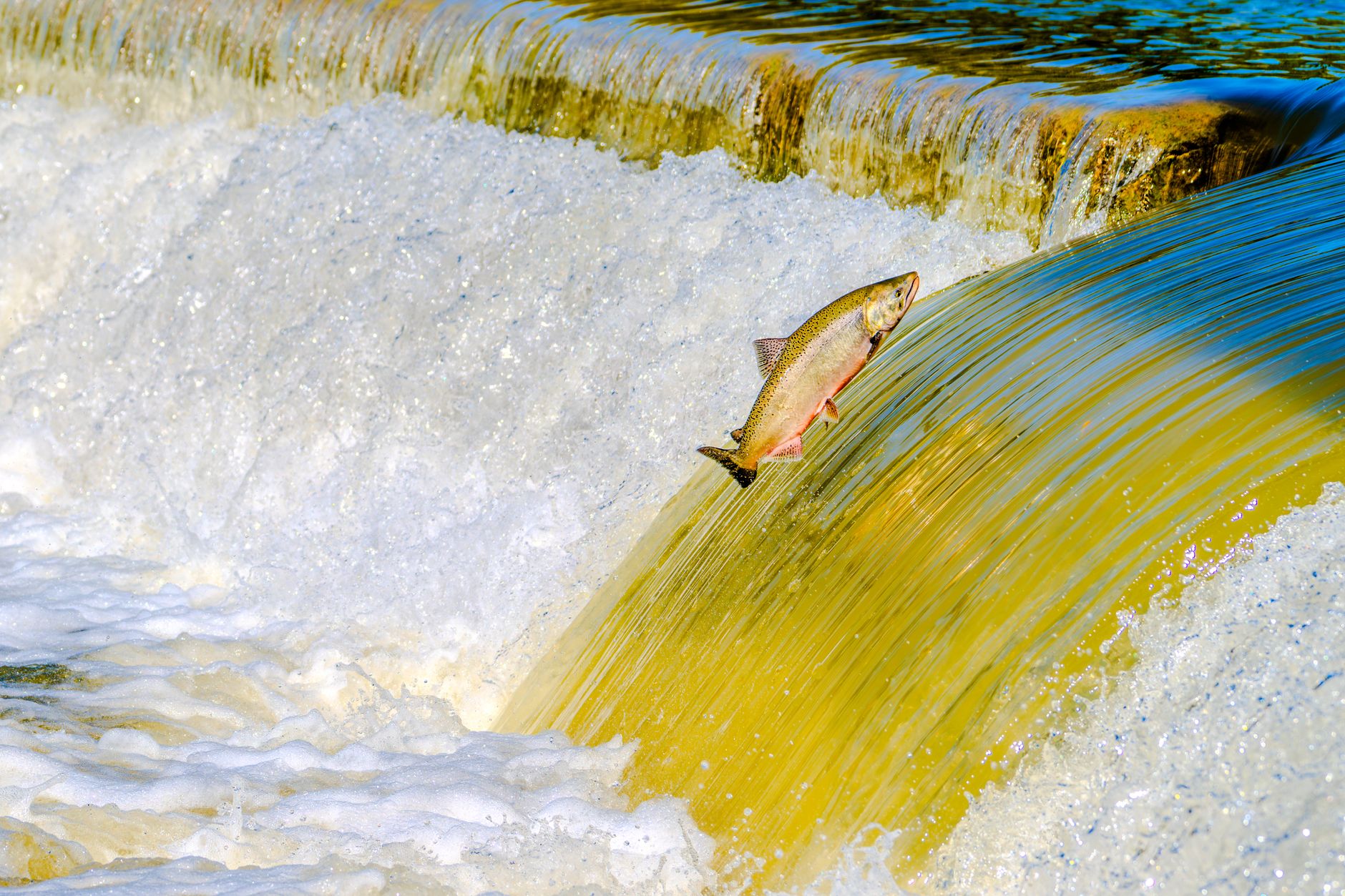 Maine Explores a Path to Fish Atlantic Salmon Again