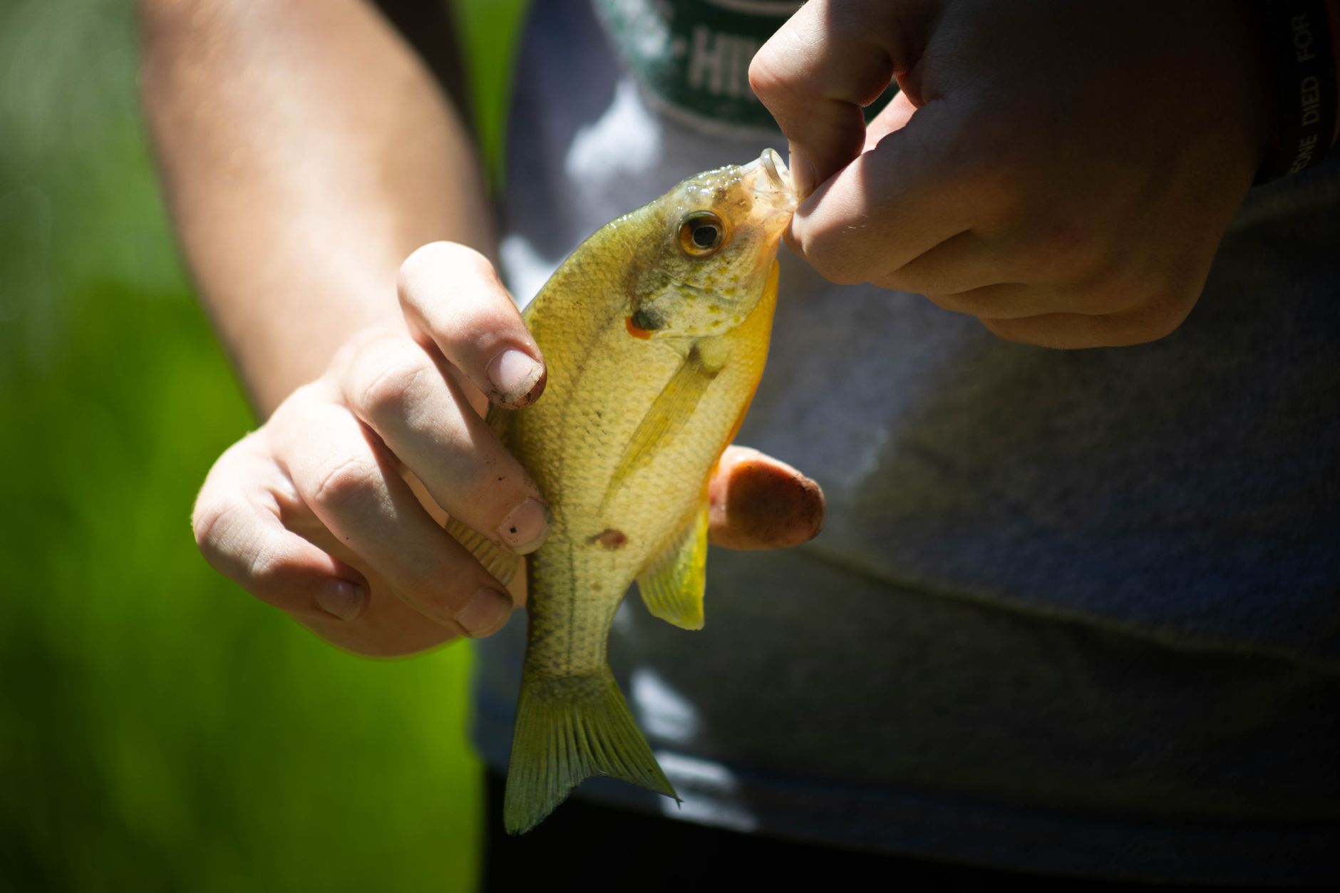 Minnesota Bluegill Record Broken Again at Big Stone Lake