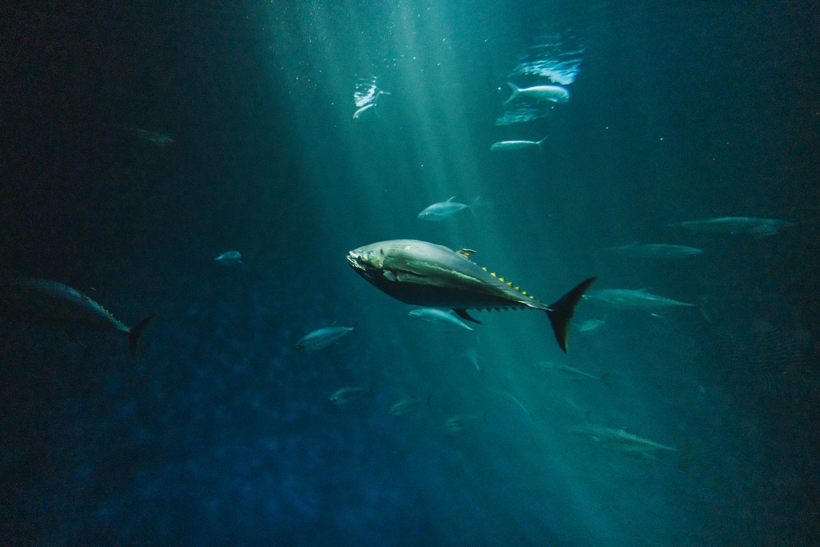 Nova Scotia Teen Lands 711-Pound Bluefin World Record