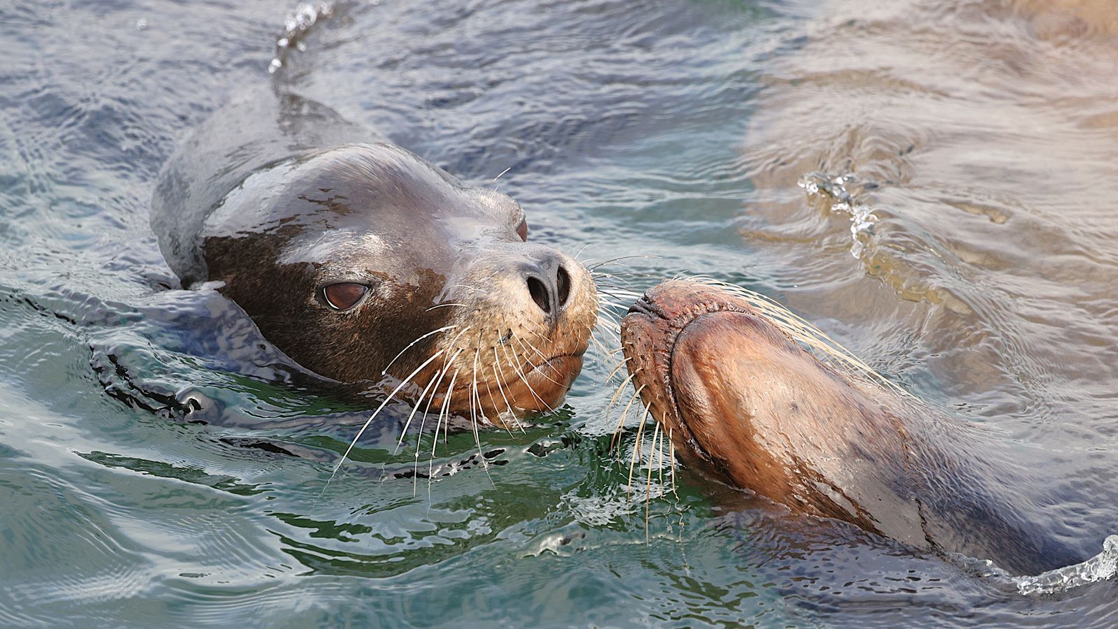 Congress Weighs Culling More Sea Lions to Save Salmon