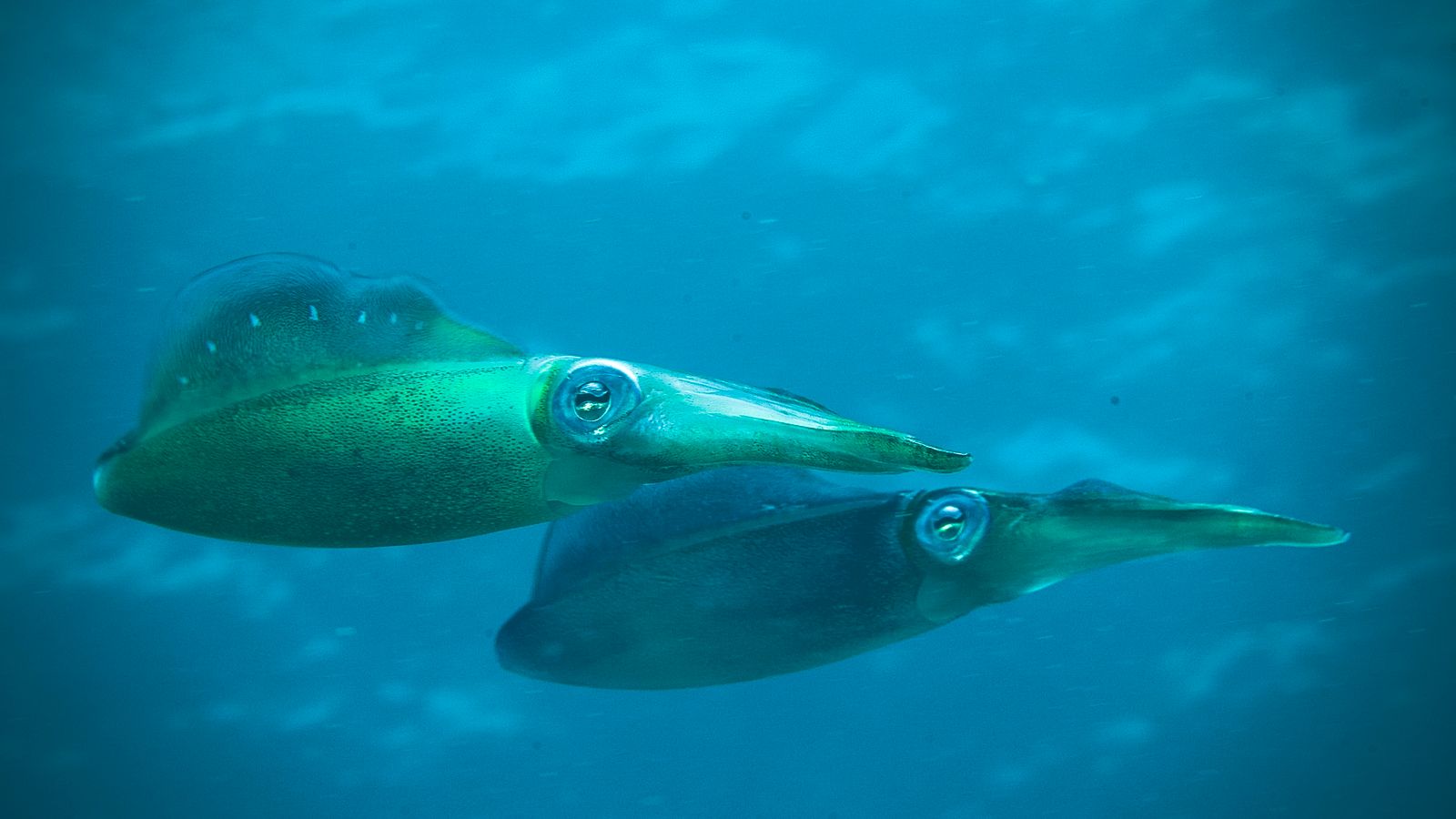 South Australia's Algal Bloom Is 'Gone.' The Squid and Closures Aren't
