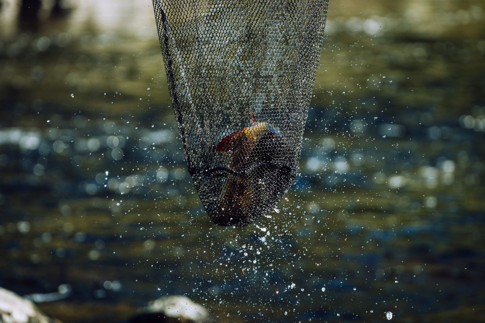 The Feds Took the Kuskokwim Back, and Shut the Silvers Down