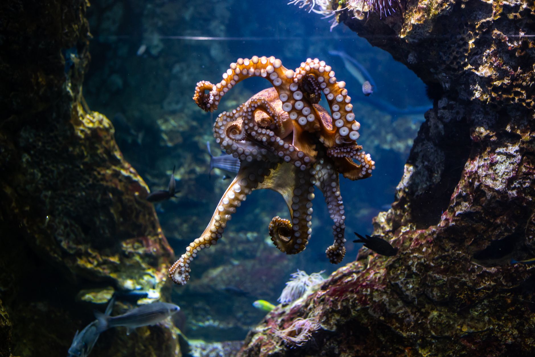 Octopus Booms and Vanishing Cod: How Warming Seas Are Changing UK Fishing